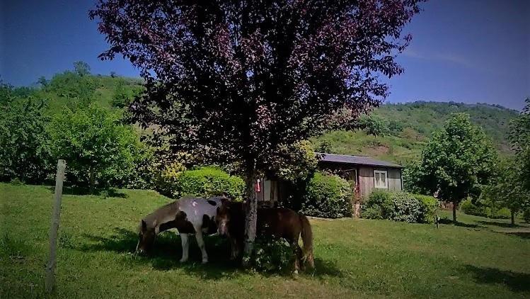La Fregiere Chalets Clairvaux-d'Aveyron Exterior photo